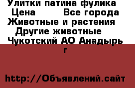 Улитки патина фулика › Цена ­ 10 - Все города Животные и растения » Другие животные   . Чукотский АО,Анадырь г.